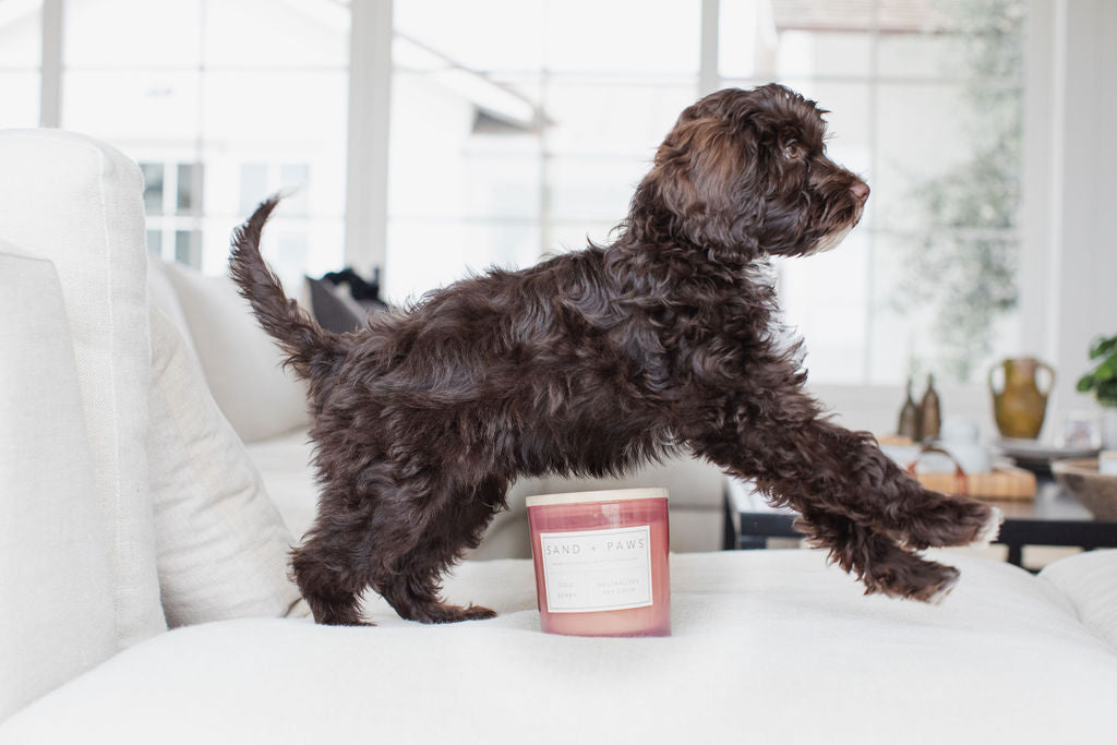 Sand + Paws Goji Berry 21 oz scented candle