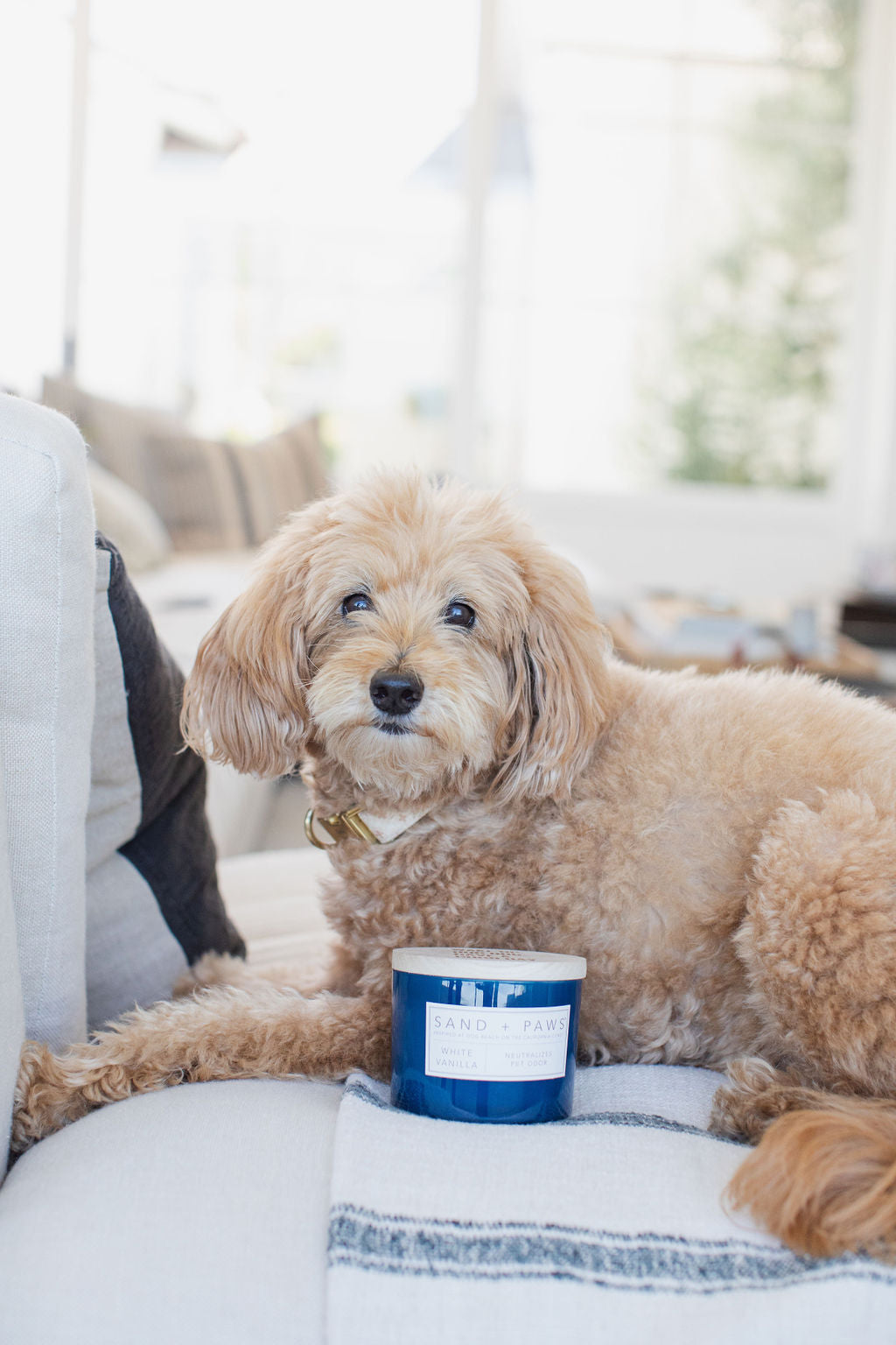 Sand + Paws White Vanilla 12 oz scented candle