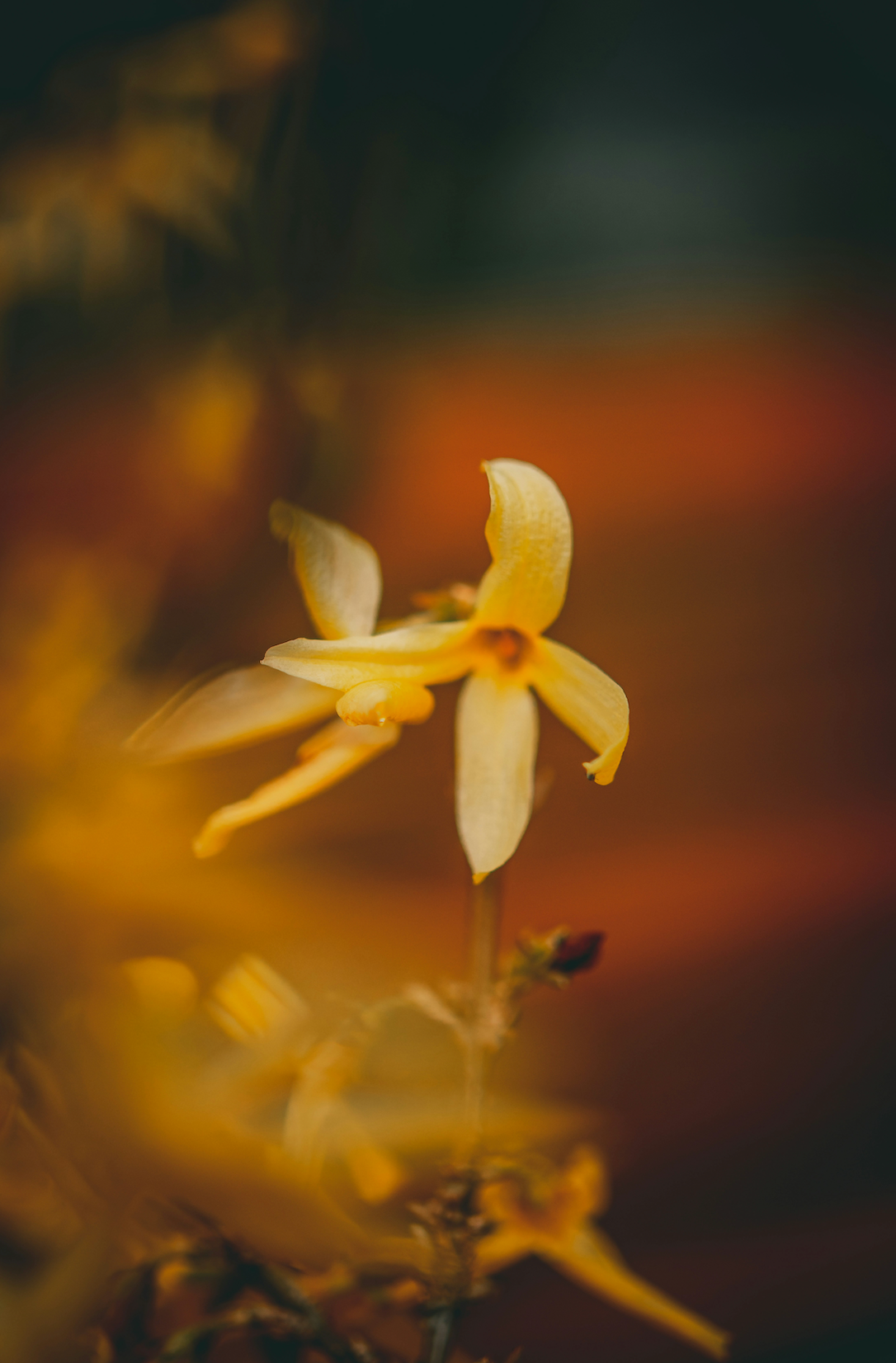 Summer Jasmine 50ml Perfume Oil Rollerball
