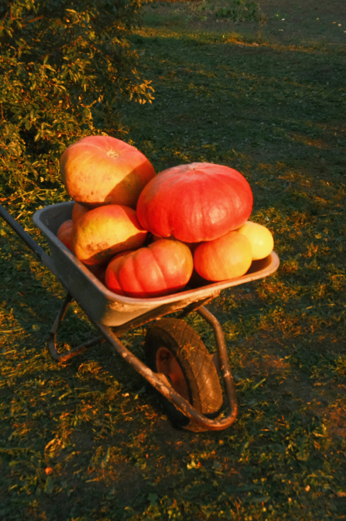 Autumn Harvest 15.7 oz Liquid Hand Soap
