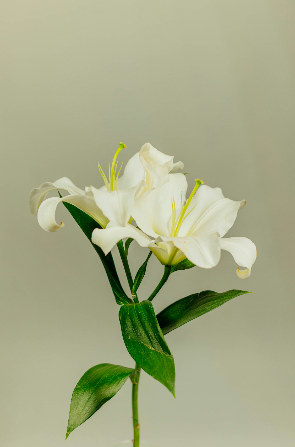 Gardenia 11 oz scented candle