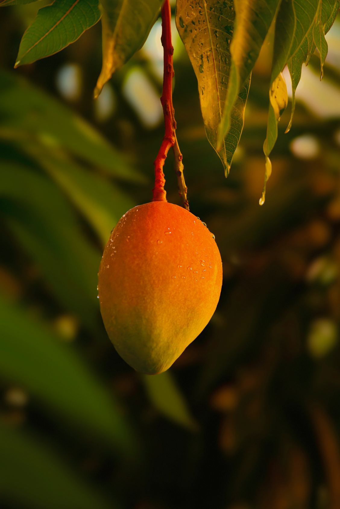 Guava Mango 25.4 oz All-Purpose Spray Cleaner