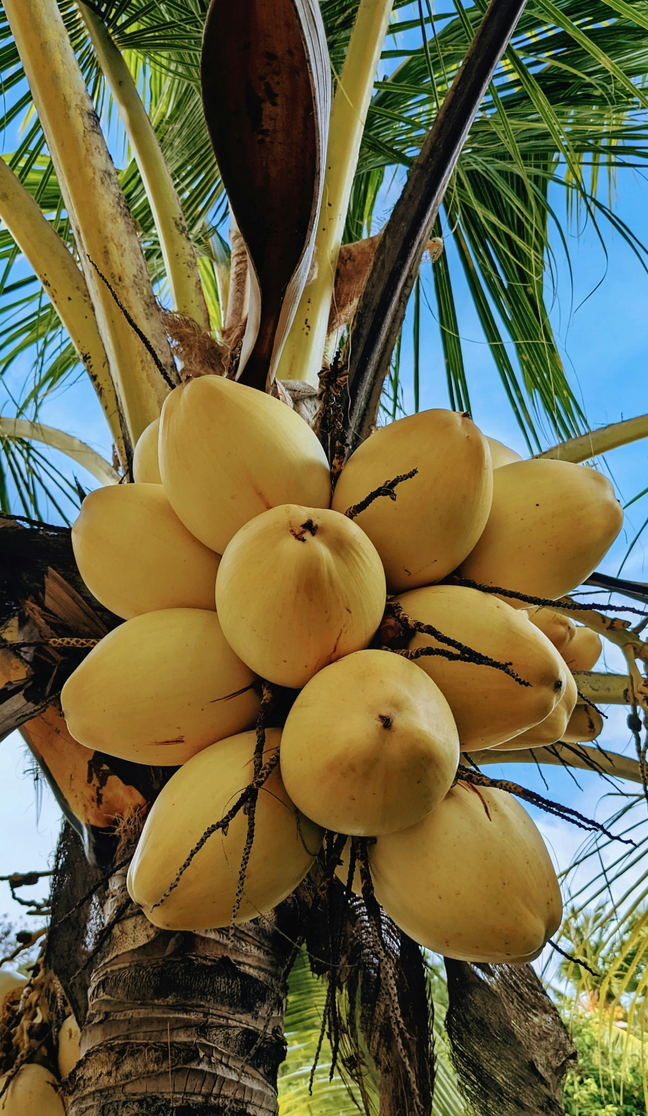 Mango Coconut 32 oz Body Wash