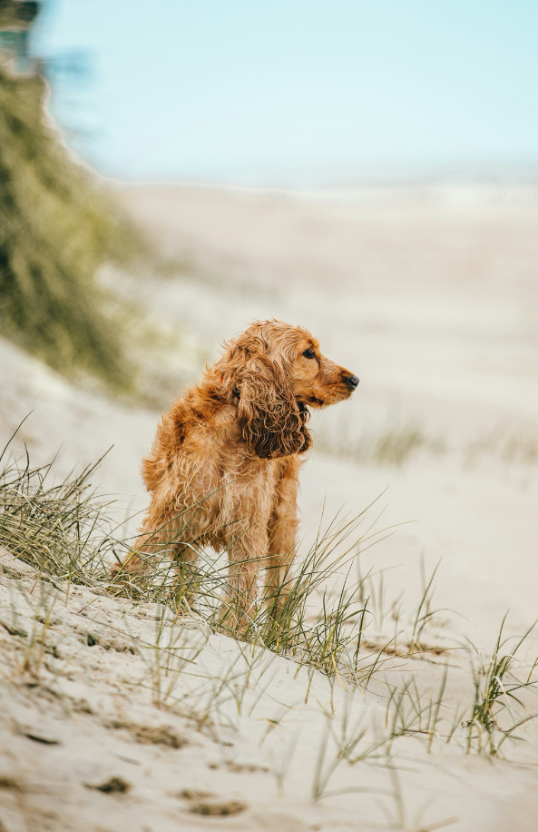 Sand + Paws Sun-n-Fun 12 oz scented candle