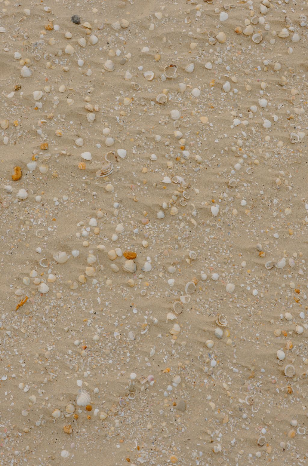Sand + Paws Ocean & Sea Salt 12 oz scented candle