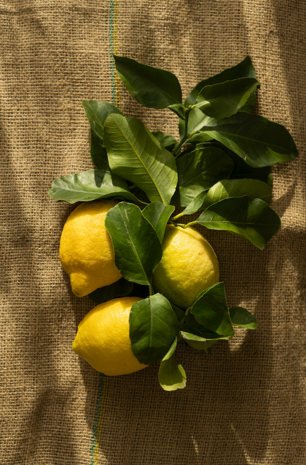 Olive Lemon 12 oz scented candle