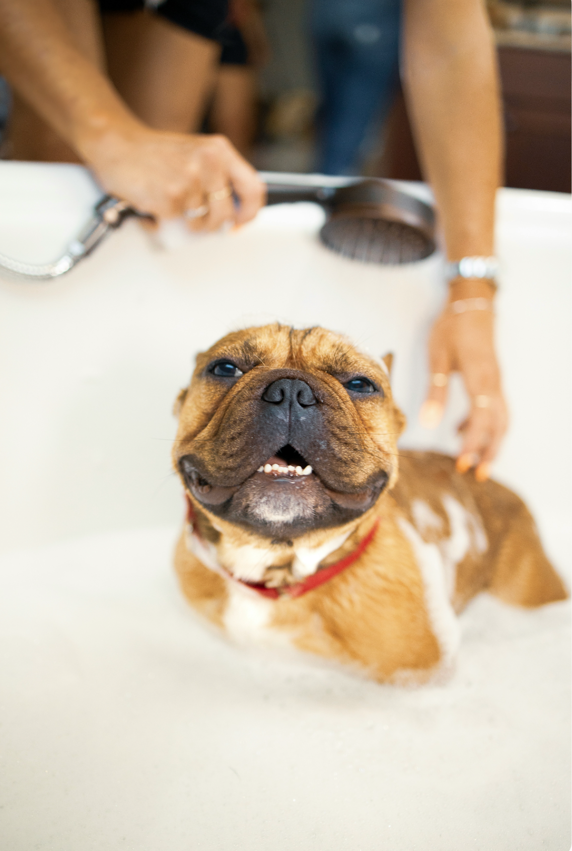 Sand + Paws Pet Shampoo & Conditioner - Oatmeal & Almond